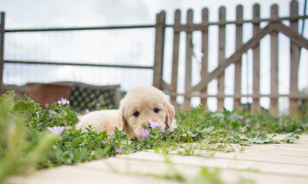THE ROLE OF PLAYFULNESS IN GARDEN DESIGN WITH YOUR PUPPY