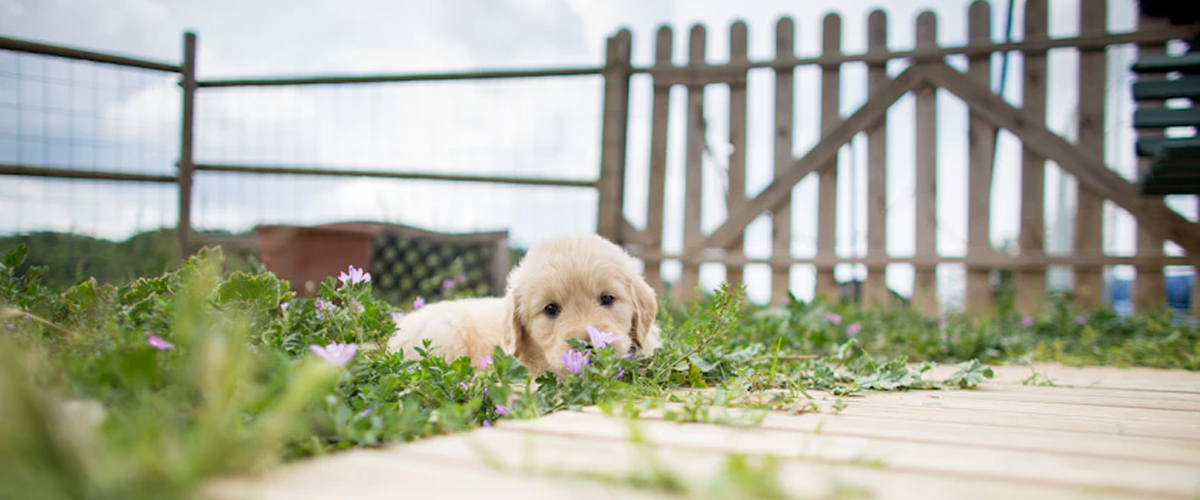 THE ROLE OF PLAYFULNESS IN GARDEN DESIGN WITH YOUR PUPPY