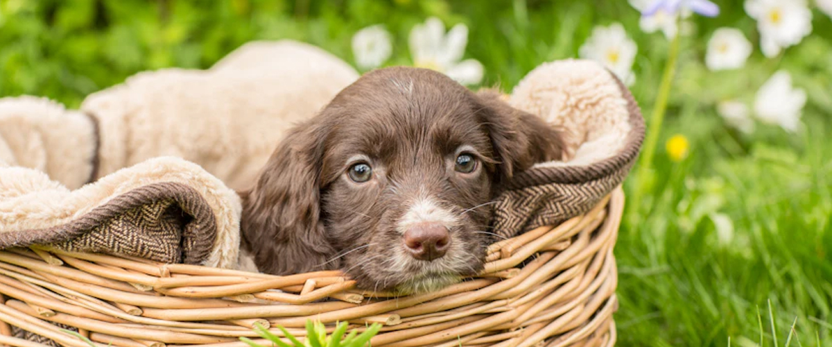 CREATING A PET-FRIENDLY GARDEN SANCTUARY FOR NATURE LOVERS