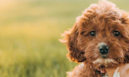 HOW GENDER INFLUENCES TRAINING SUCCESS IN PUPPIES
