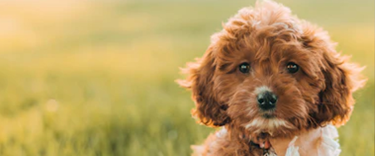 HOW GENDER INFLUENCES TRAINING SUCCESS IN PUPPIES