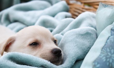 THE SURPRISING IMPACT OF PUPPY GENDER ON FAMILY DYNAMICS