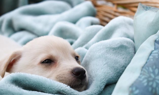 THE SURPRISING IMPACT OF PUPPY GENDER ON FAMILY DYNAMICS