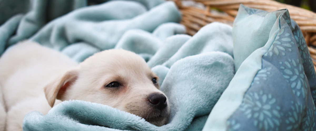 THE SURPRISING IMPACT OF PUPPY GENDER ON FAMILY DYNAMICS