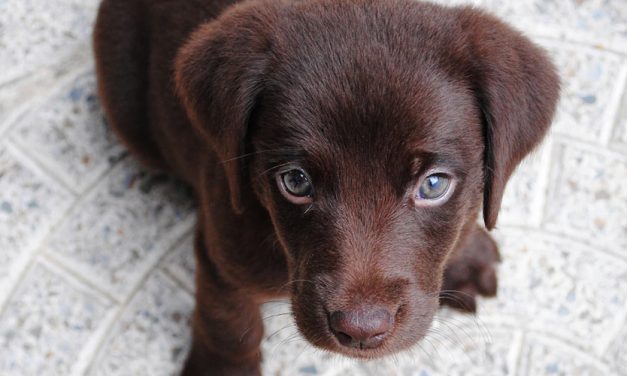 PUPPY’S MOOD THROUGH VOCAL CUES