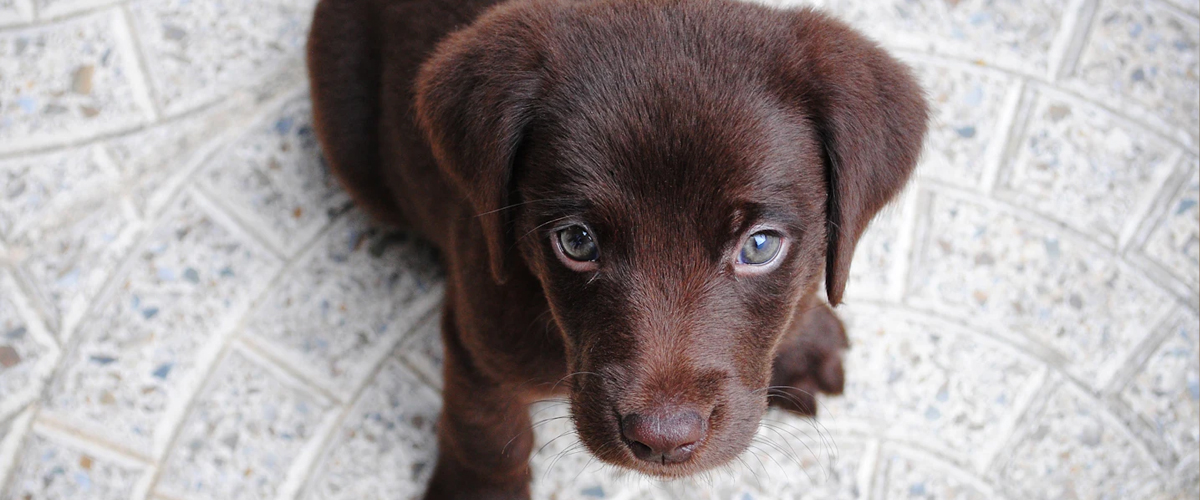 PUPPY’S MOOD THROUGH VOCAL CUES