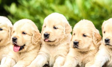 NAVIGATING THE UNIQUE PERSONALITIES IN A PUPPY LITTER