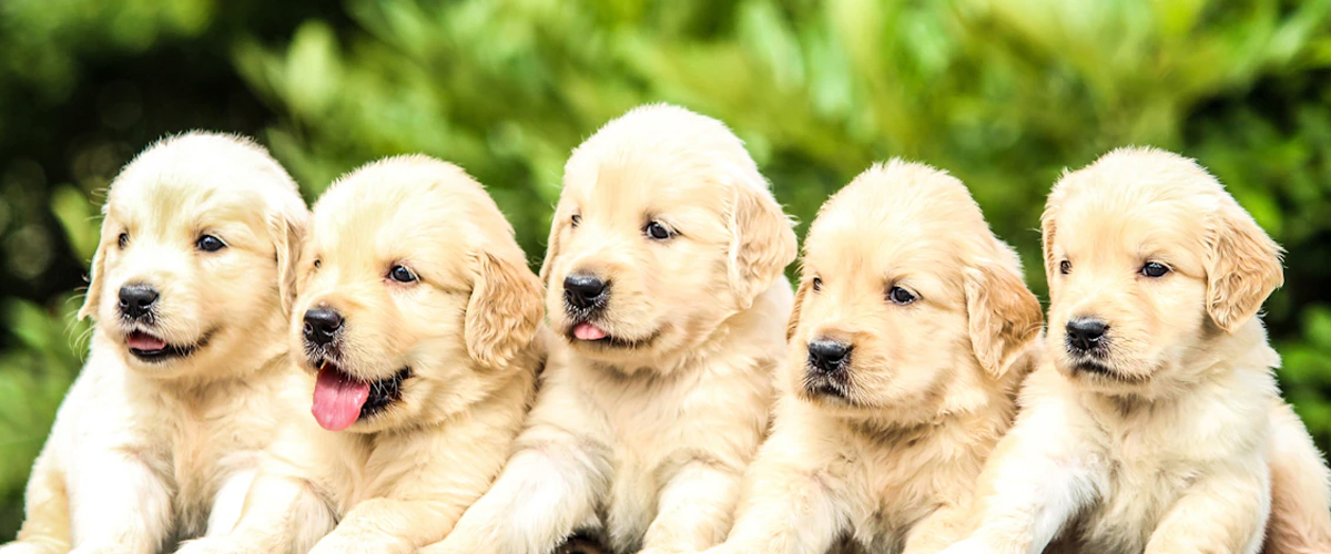 NAVIGATING THE UNIQUE PERSONALITIES IN A PUPPY LITTER