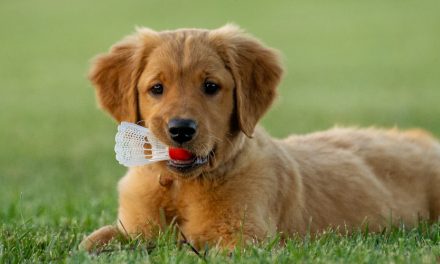 PUPPY PREPARATIONS