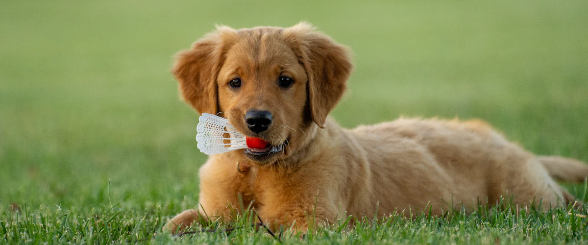 PUPPY PREPARATIONS