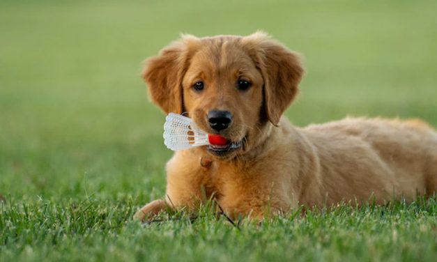 PUPPY PROOFING YOUR HOME