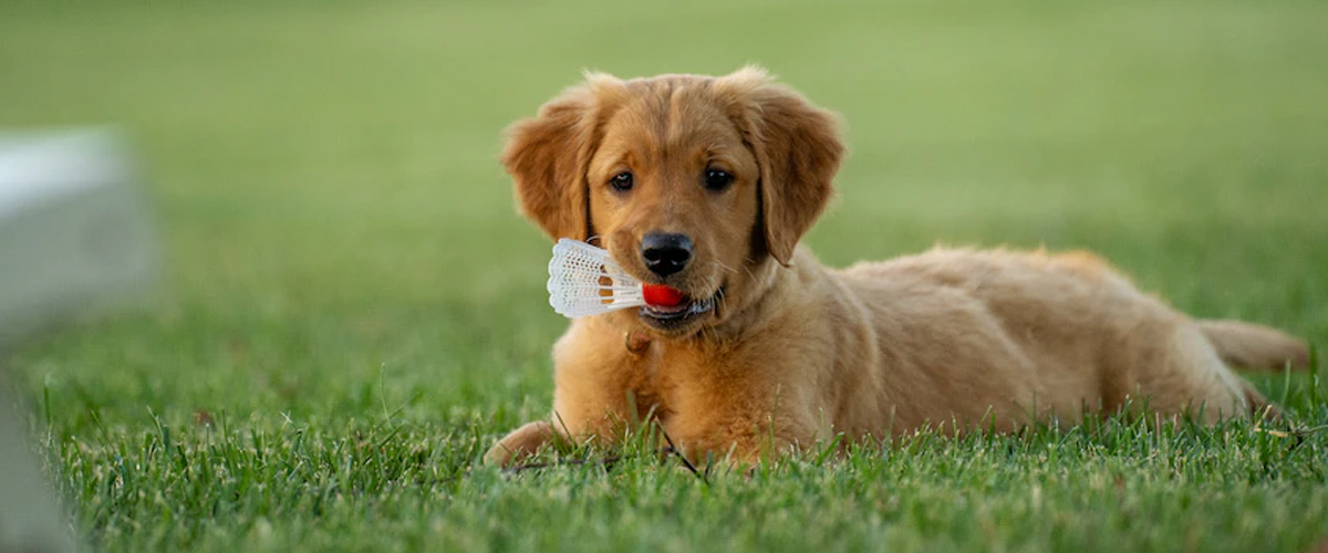 PUPPY PROOFING YOUR HOME