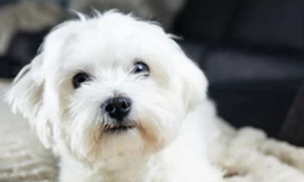 A PERFECT HOUSE LAYOUT FOR YOUR PUP