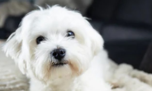 A PERFECT HOUSE LAYOUT FOR YOUR PUP