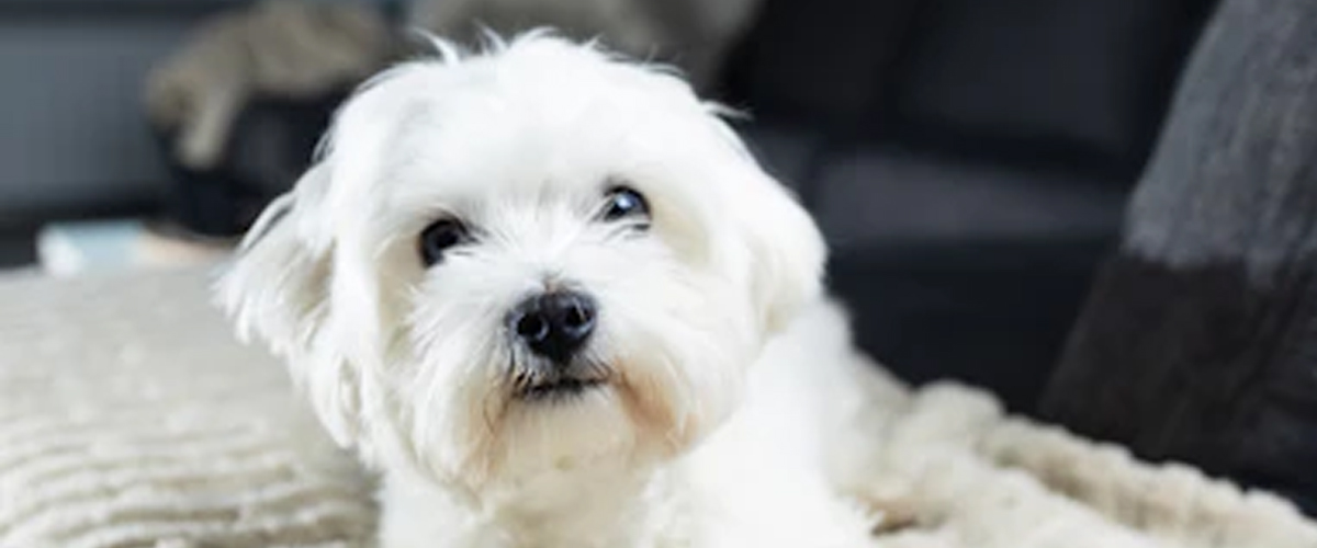A PERFECT HOUSE LAYOUT FOR YOUR PUP