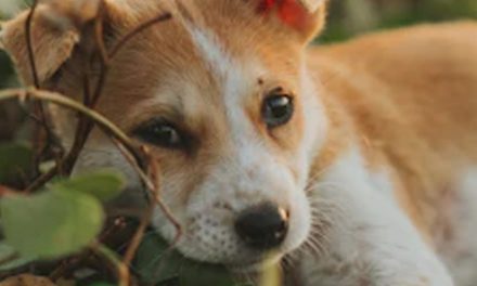 HOW SMELL LEADS PUPPIES ON FUN ADVENTURES