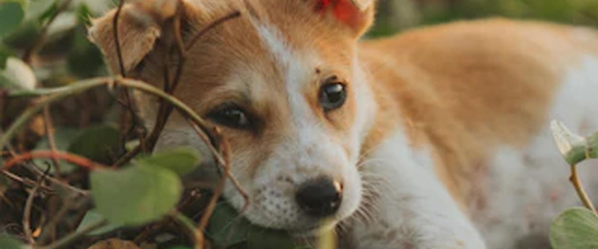 HOW SMELL LEADS PUPPIES ON FUN ADVENTURES