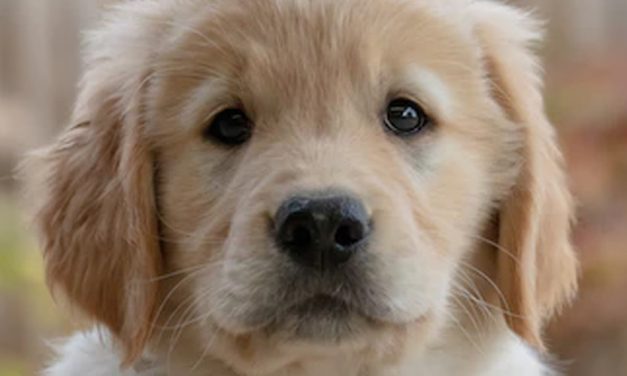 NEW PUPPY ESSENTIALS