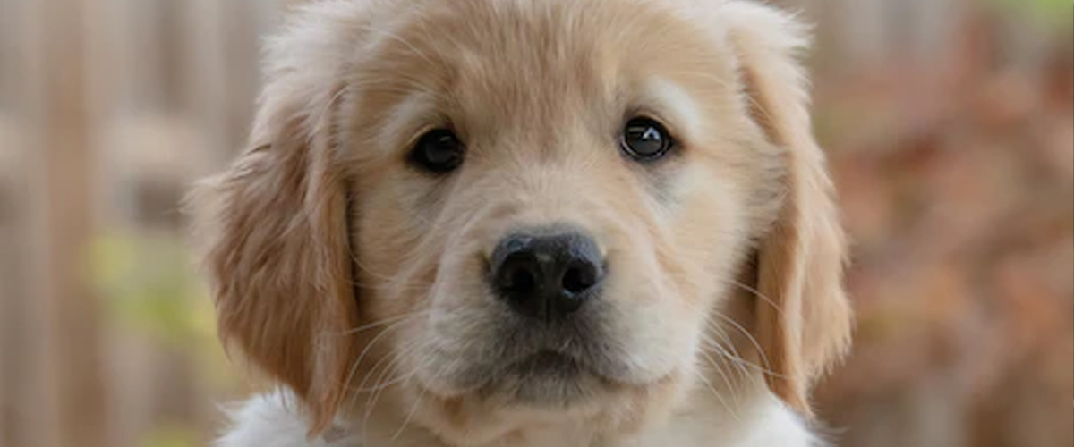 NEW PUPPY ESSENTIALS