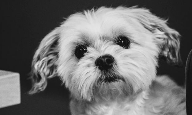 PUPPY SOCIALISATION SUGGESTIONS