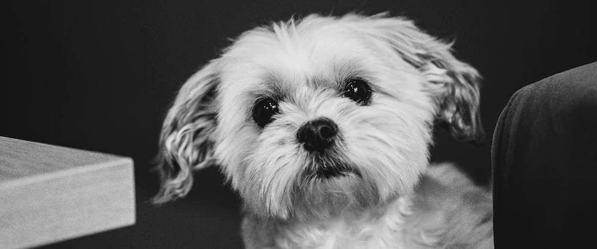 PUPPY SOCIALISATION SUGGESTIONS