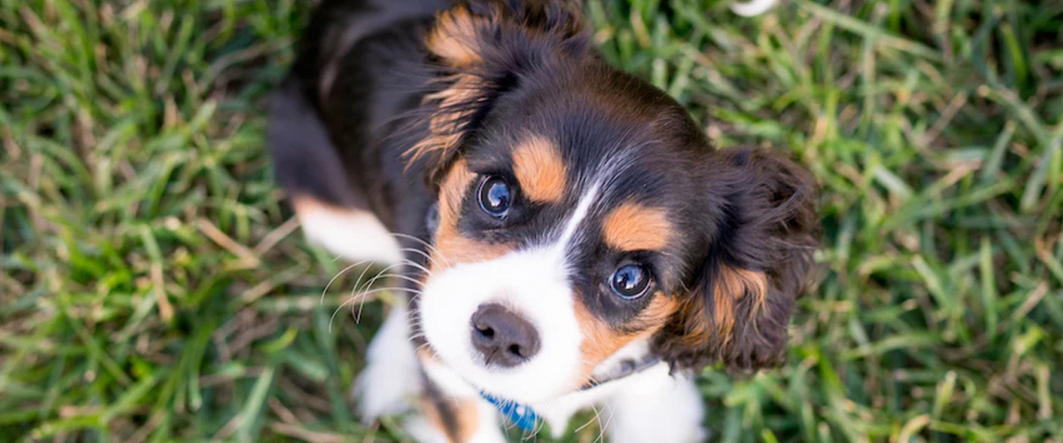 TEETHING VS BITING