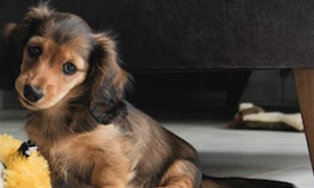 TOP 10 PUPPY TIPS