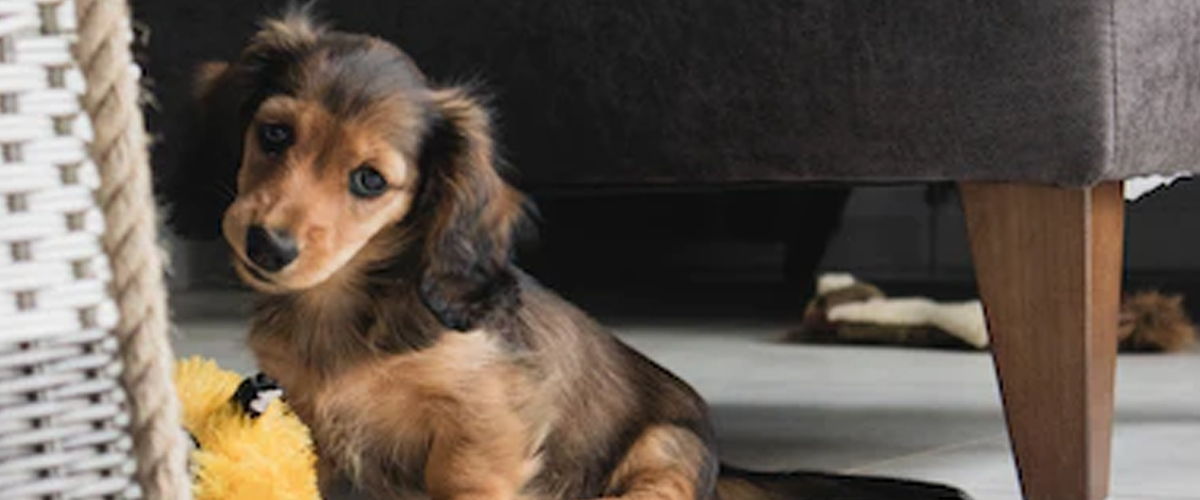 TOP 10 PUPPY TIPS