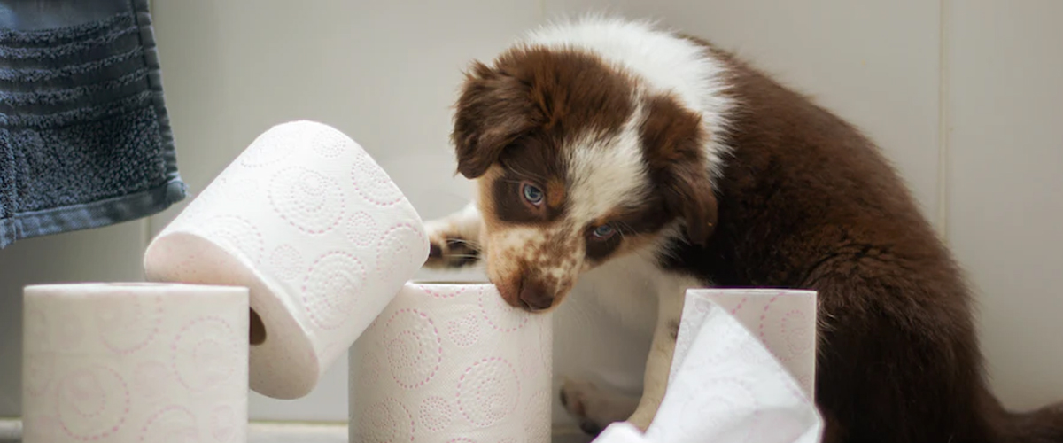 TOILET TRAINING
