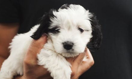 HOW PUPPIES USE ALL THEIR SENSES TO EXPLORE THE WORLD