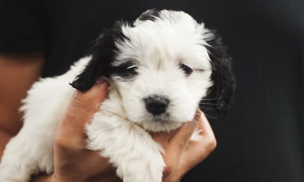HOW PUPPIES USE ALL THEIR SENSES TO EXPLORE THE WORLD