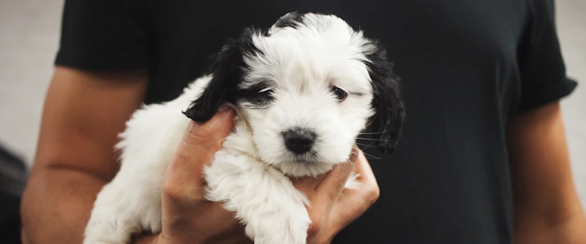 HOW PUPPIES USE ALL THEIR SENSES TO EXPLORE THE WORLD