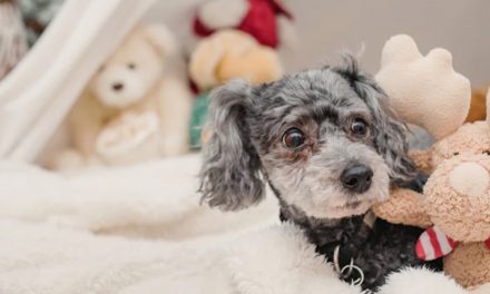 BUILDING THE ULTIMATE PUPPY PLAYLIST