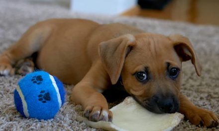 CRAFTING DIY PUPPY TOYS THAT STRENGTHEN YOUR PET’S LEARNING AND FUN