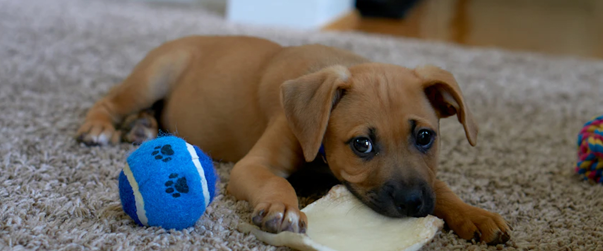 CRAFTING DIY PUPPY TOYS THAT STRENGTHEN YOUR PET’S LEARNING AND FUN