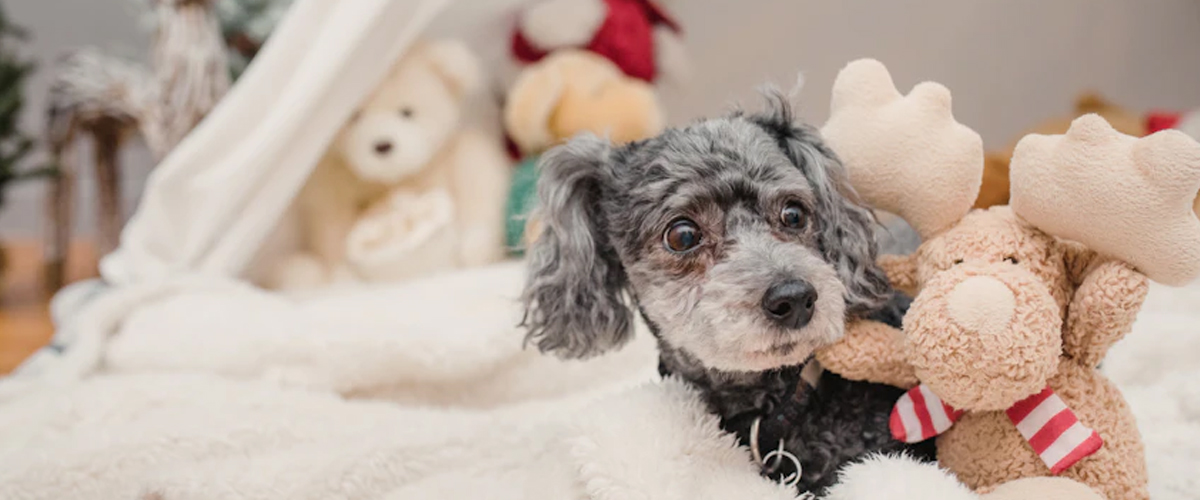 BUILDING THE ULTIMATE PUPPY PLAYLIST