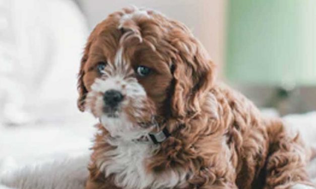 Creating a Puppy Welcome Kit