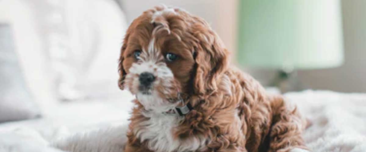 Creating a Puppy Welcome Kit