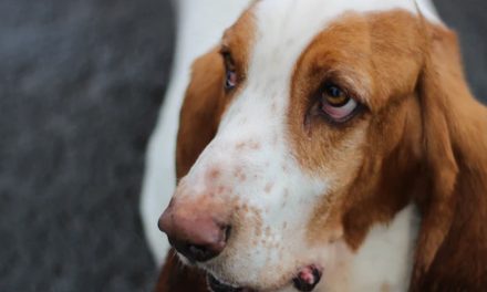 PUPPY ROUNDWORMS