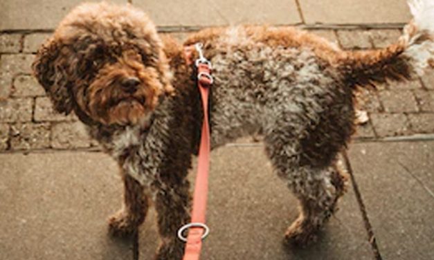 REDUCE DISTRACTION ON WALKS