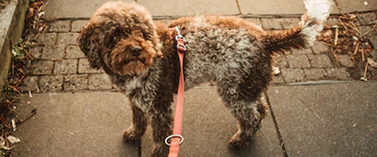 REDUCE DISTRACTION ON WALKS