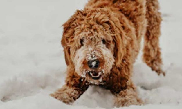 Adventuring Through the Seasons: Unique Outdoor Activities for Dogs