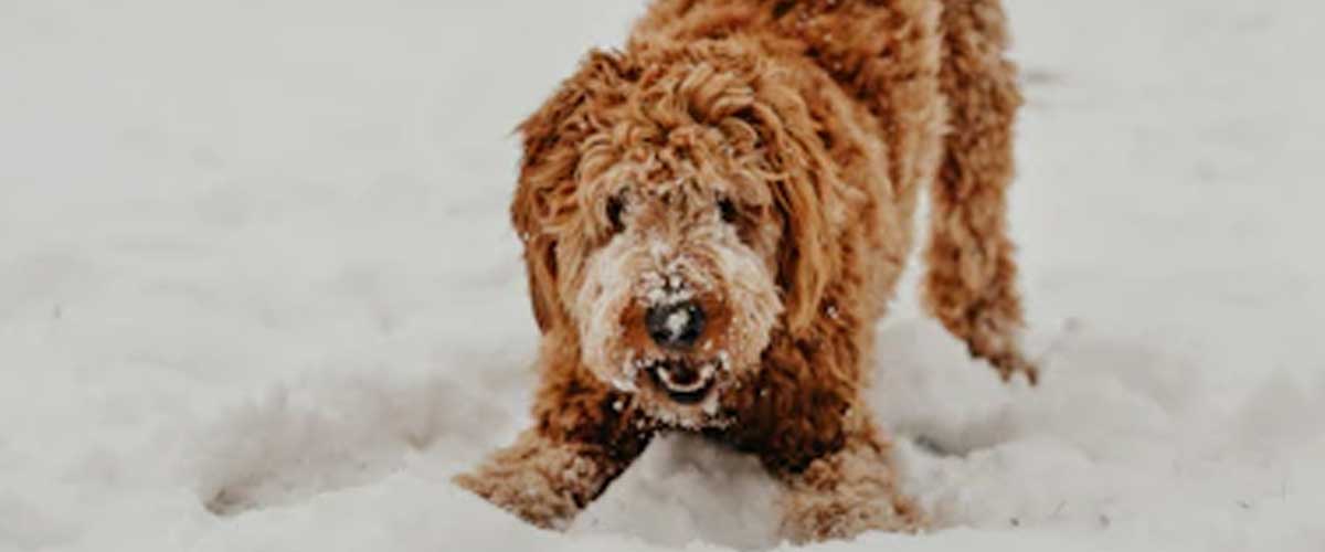 Adventuring Through the Seasons: Unique Outdoor Activities for Dogs