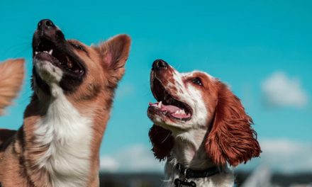 SOCIALISING DOGS