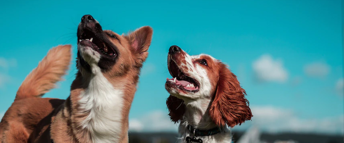 SOCIALISING DOGS