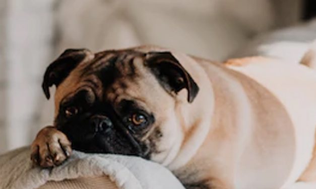 STOP BARKING TECHNIQUES