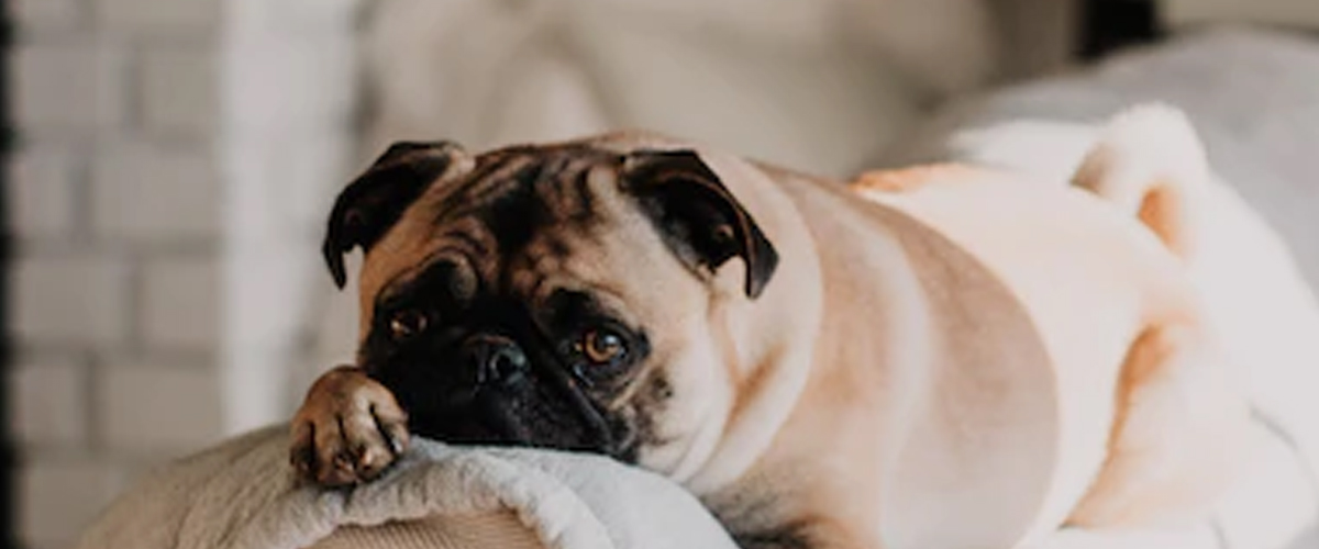 STOP BARKING TECHNIQUES