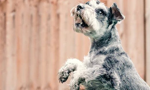 STOP JUMPING TECHNIQUES