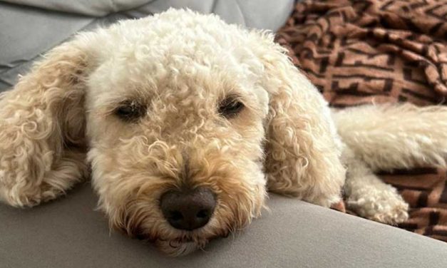 Getting Your Dog to Relax at Home