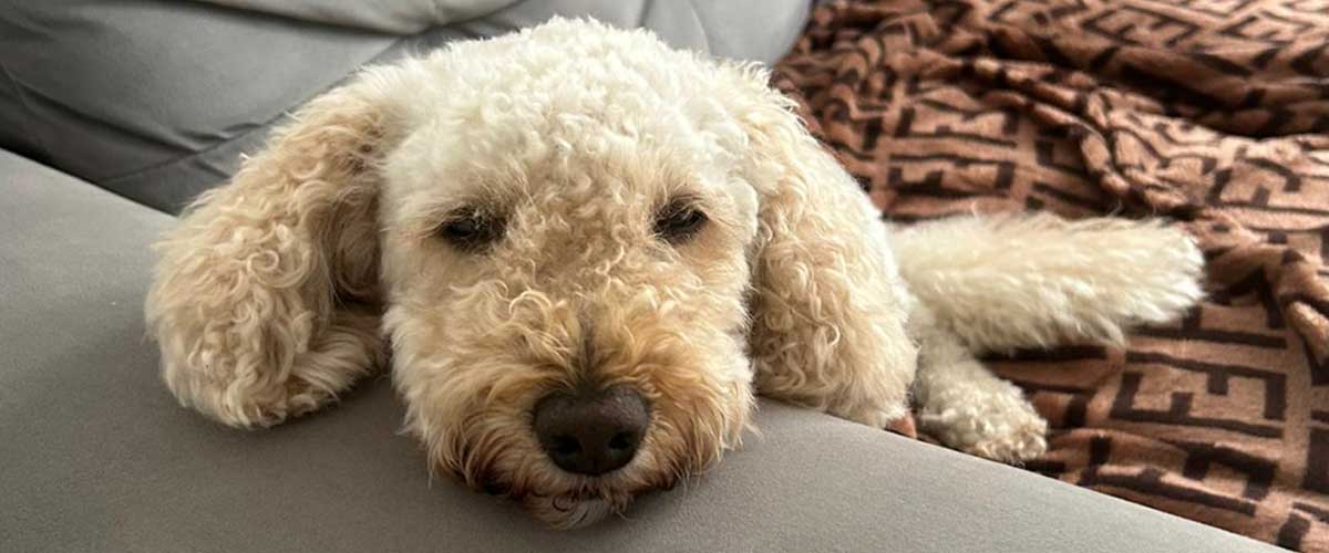 Getting Your Dog to Relax at Home